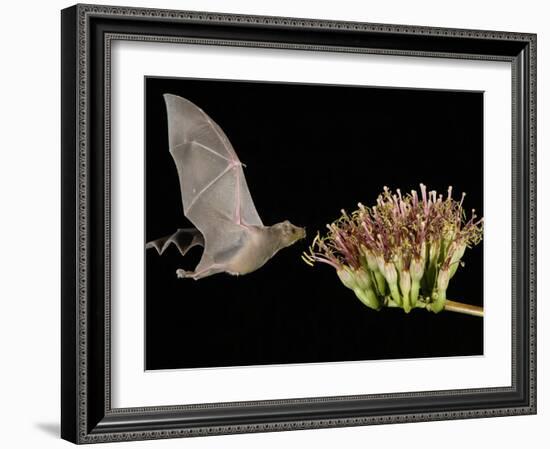 Lesser Long-Nosed Bat in Flight Feeding on Agave Blossom, Tuscon, Arizona, USA-Rolf Nussbaumer-Framed Photographic Print