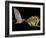 Lesser Long-Nosed Bat in Flight Feeding on Agave Blossom, Tuscon, Arizona, USA-Rolf Nussbaumer-Framed Photographic Print