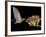 Lesser Long-Nosed Bat in Flight Feeding on Agave Blossom, Tuscon, Arizona, USA-Rolf Nussbaumer-Framed Photographic Print