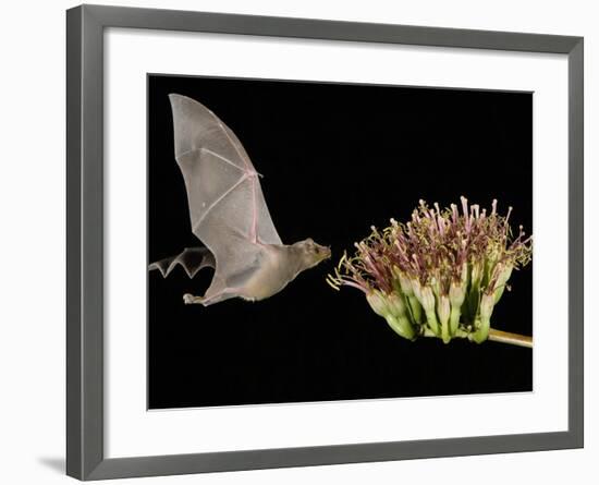 Lesser Long-Nosed Bat in Flight Feeding on Agave Blossom, Tuscon, Arizona, USA-Rolf Nussbaumer-Framed Photographic Print