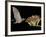 Lesser Long-Nosed Bat in Flight Feeding on Agave Blossom, Tuscon, Arizona, USA-Rolf Nussbaumer-Framed Photographic Print