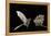 Lesser Long-Nosed Bat (Leptonycteris Curasoae) Flying-Rolf Nussbaumer-Framed Premier Image Canvas