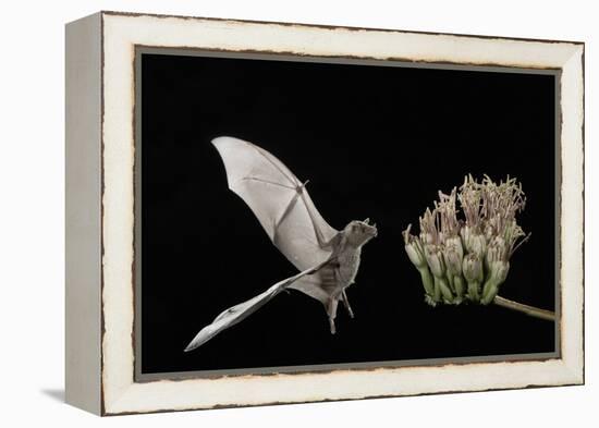 Lesser Long-Nosed Bat (Leptonycteris Curasoae) Flying-Rolf Nussbaumer-Framed Premier Image Canvas