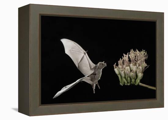 Lesser Long-Nosed Bat (Leptonycteris Curasoae) Flying-Rolf Nussbaumer-Framed Premier Image Canvas