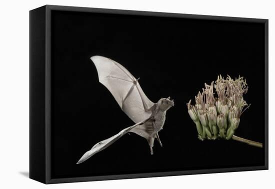 Lesser Long-Nosed Bat (Leptonycteris Curasoae) Flying-Rolf Nussbaumer-Framed Premier Image Canvas