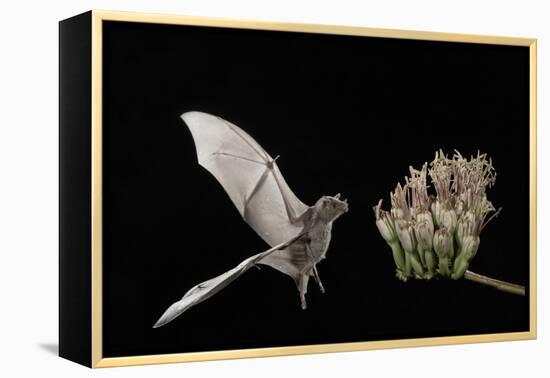Lesser Long-Nosed Bat (Leptonycteris Curasoae) Flying-Rolf Nussbaumer-Framed Premier Image Canvas