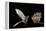 Lesser Long-Nosed Bat (Leptonycteris Curasoae) Flying-Rolf Nussbaumer-Framed Premier Image Canvas