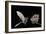 Lesser Long-Nosed Bat (Leptonycteris Curasoae) Flying-Rolf Nussbaumer-Framed Photographic Print