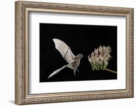 Lesser Long-Nosed Bat (Leptonycteris Curasoae) Flying-Rolf Nussbaumer-Framed Photographic Print