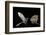 Lesser Long-Nosed Bat (Leptonycteris Curasoae) Flying-Rolf Nussbaumer-Framed Photographic Print