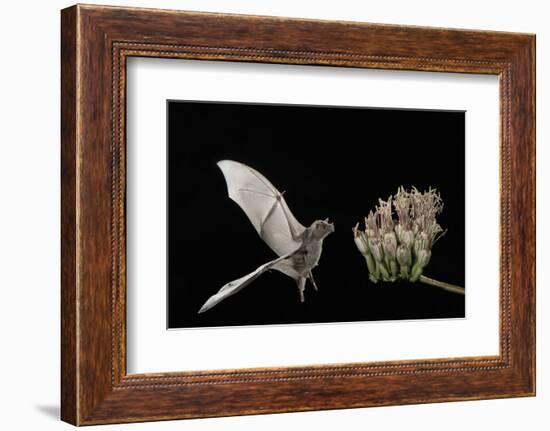 Lesser Long-Nosed Bat (Leptonycteris Curasoae) Flying-Rolf Nussbaumer-Framed Photographic Print