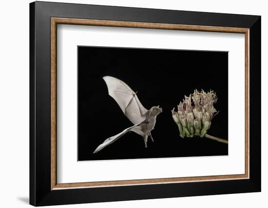 Lesser Long-Nosed Bat (Leptonycteris Curasoae) Flying-Rolf Nussbaumer-Framed Photographic Print