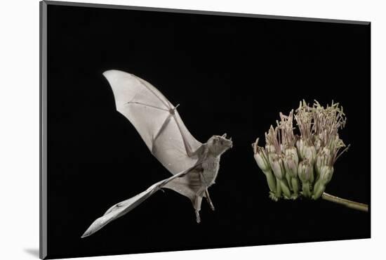 Lesser Long-Nosed Bat (Leptonycteris Curasoae) Flying-Rolf Nussbaumer-Mounted Photographic Print