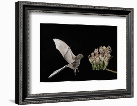 Lesser Long-Nosed Bat (Leptonycteris Curasoae) Flying-Rolf Nussbaumer-Framed Photographic Print