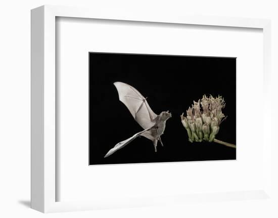 Lesser Long-Nosed Bat (Leptonycteris Curasoae) Flying-Rolf Nussbaumer-Framed Photographic Print