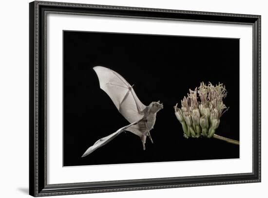 Lesser Long-Nosed Bat (Leptonycteris Curasoae) Flying-Rolf Nussbaumer-Framed Photographic Print