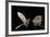 Lesser Long-Nosed Bat (Leptonycteris Curasoae) Flying-Rolf Nussbaumer-Framed Photographic Print