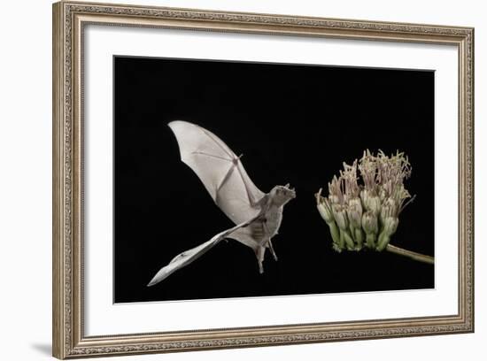 Lesser Long-Nosed Bat (Leptonycteris Curasoae) Flying-Rolf Nussbaumer-Framed Photographic Print