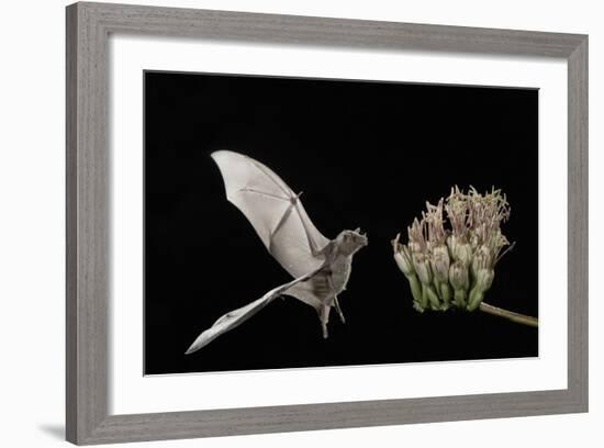 Lesser Long-Nosed Bat (Leptonycteris Curasoae) Flying-Rolf Nussbaumer-Framed Photographic Print