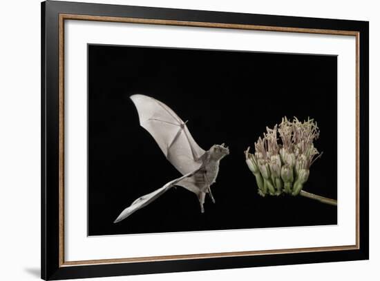 Lesser Long-Nosed Bat (Leptonycteris Curasoae) Flying-Rolf Nussbaumer-Framed Photographic Print