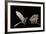 Lesser Long-Nosed Bat (Leptonycteris Curasoae) Flying-Rolf Nussbaumer-Framed Photographic Print