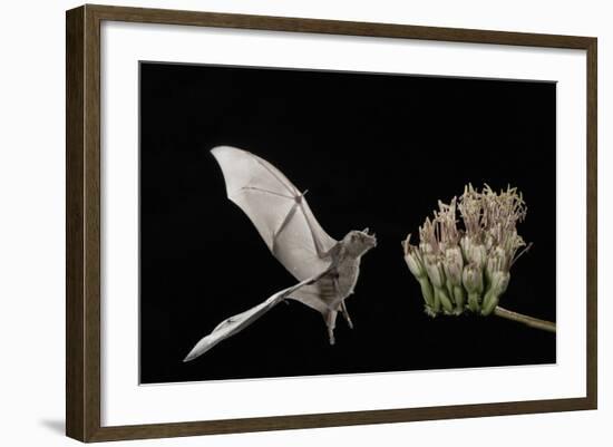 Lesser Long-Nosed Bat (Leptonycteris Curasoae) Flying-Rolf Nussbaumer-Framed Photographic Print