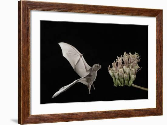 Lesser Long-Nosed Bat (Leptonycteris Curasoae) Flying-Rolf Nussbaumer-Framed Photographic Print