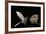 Lesser Long-Nosed Bat (Leptonycteris Curasoae) Flying-Rolf Nussbaumer-Framed Photographic Print