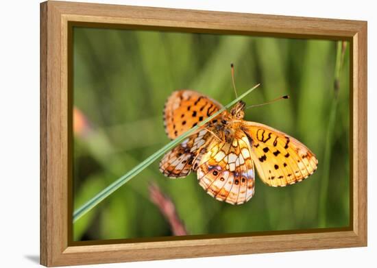 Lesser Marbled Fritillary, Blade of Grass-Harald Kroiss-Framed Premier Image Canvas