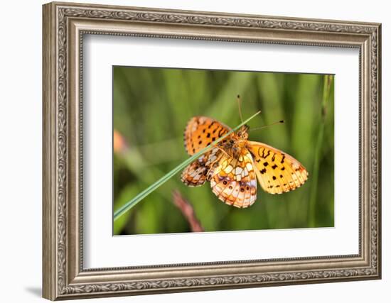 Lesser Marbled Fritillary, Blade of Grass-Harald Kroiss-Framed Photographic Print