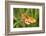 Lesser Marbled Fritillary, Blade of Grass-Harald Kroiss-Framed Photographic Print