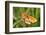 Lesser Marbled Fritillary, Blade of Grass-Harald Kroiss-Framed Photographic Print