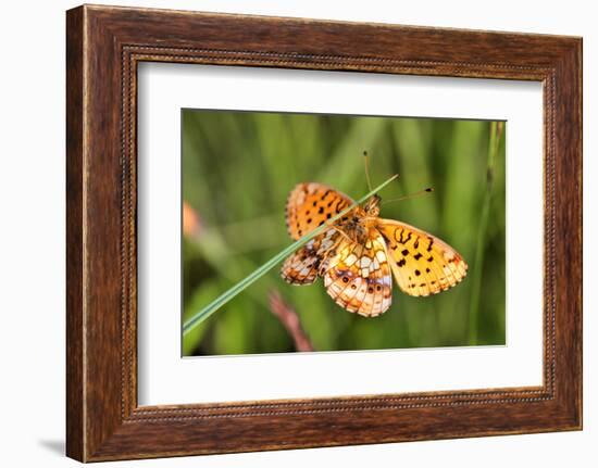 Lesser Marbled Fritillary, Blade of Grass-Harald Kroiss-Framed Photographic Print