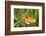 Lesser Marbled Fritillary, Blade of Grass-Harald Kroiss-Framed Photographic Print