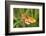 Lesser Marbled Fritillary, Blade of Grass-Harald Kroiss-Framed Photographic Print