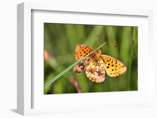 Lesser Marbled Fritillary, Blade of Grass-Harald Kroiss-Framed Photographic Print