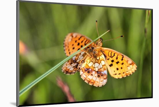 Lesser Marbled Fritillary, Blade of Grass-Harald Kroiss-Mounted Photographic Print