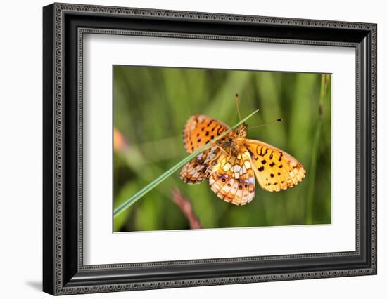 Lesser Marbled Fritillary, Blade of Grass-Harald Kroiss-Framed Photographic Print