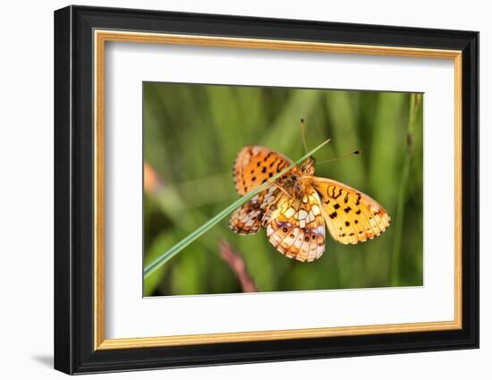 Lesser Marbled Fritillary, Blade of Grass-Harald Kroiss-Framed Photographic Print