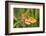 Lesser Marbled Fritillary, Blade of Grass-Harald Kroiss-Framed Photographic Print