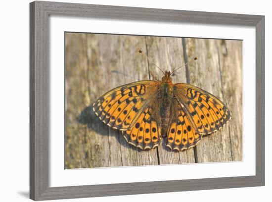 Lesser Marbled Fritillary on Wood, Weathered-Harald Kroiss-Framed Photographic Print