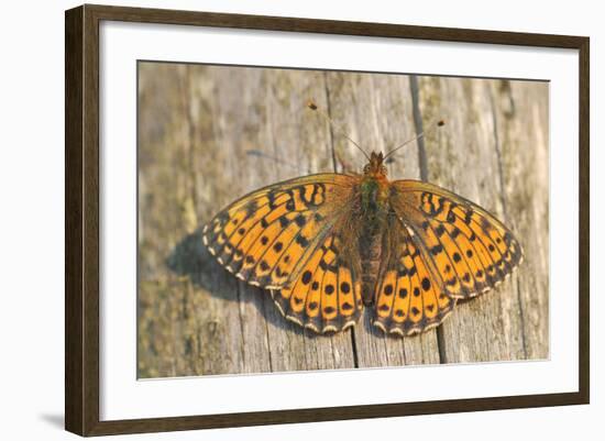 Lesser Marbled Fritillary on Wood, Weathered-Harald Kroiss-Framed Photographic Print
