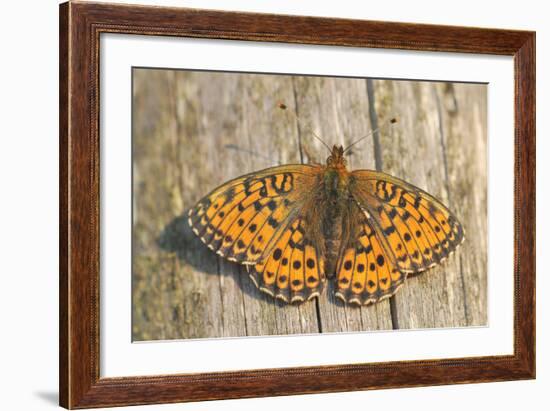 Lesser Marbled Fritillary on Wood, Weathered-Harald Kroiss-Framed Photographic Print