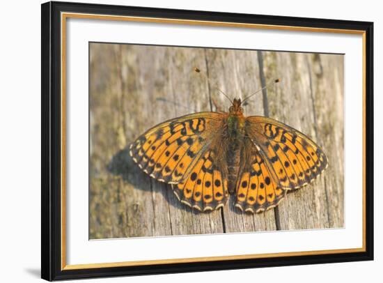 Lesser Marbled Fritillary on Wood, Weathered-Harald Kroiss-Framed Photographic Print