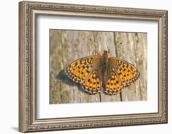 Lesser Marbled Fritillary on Wood, Weathered-Harald Kroiss-Framed Photographic Print