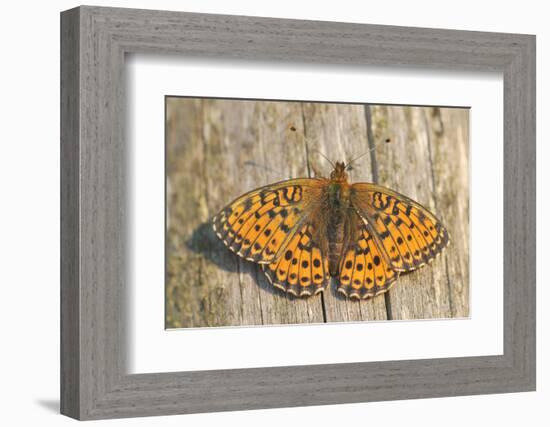 Lesser Marbled Fritillary on Wood, Weathered-Harald Kroiss-Framed Photographic Print