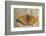 Lesser Marbled Fritillary on Wood, Weathered-Harald Kroiss-Framed Photographic Print