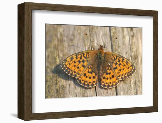 Lesser Marbled Fritillary on Wood, Weathered-Harald Kroiss-Framed Photographic Print