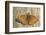 Lesser Marbled Fritillary on Wood, Weathered-Harald Kroiss-Framed Photographic Print