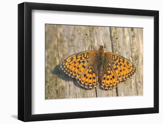 Lesser Marbled Fritillary on Wood, Weathered-Harald Kroiss-Framed Photographic Print